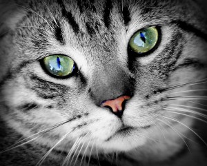 companion animals